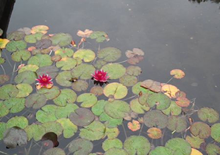 Yoga-World-Neuenburg, Sieglinde Schneider,Müllheim Baden,Netzwerk Freiburger Yogaschule, Yoga Reise